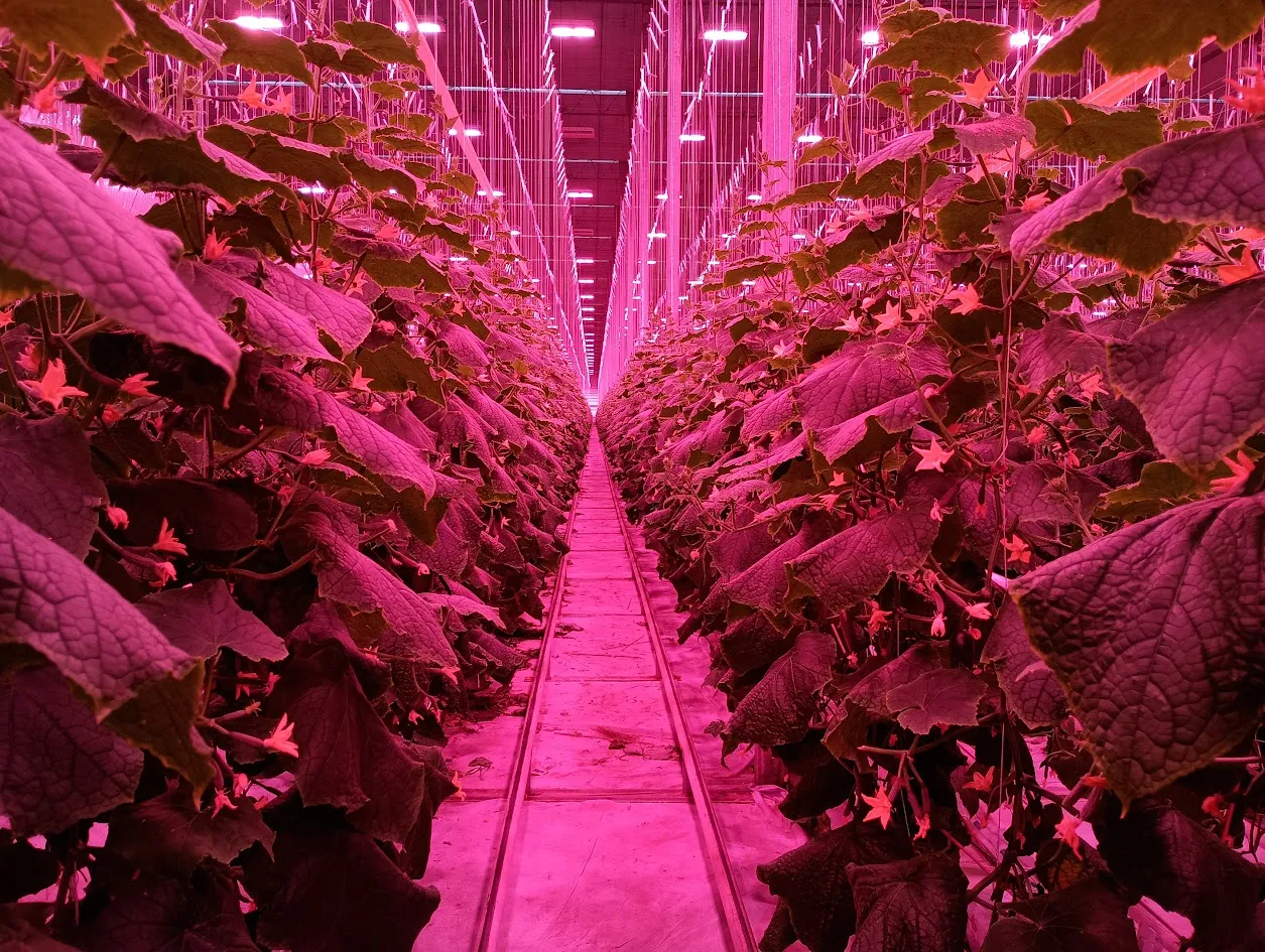 Cielo Vista Farms Greenhouse